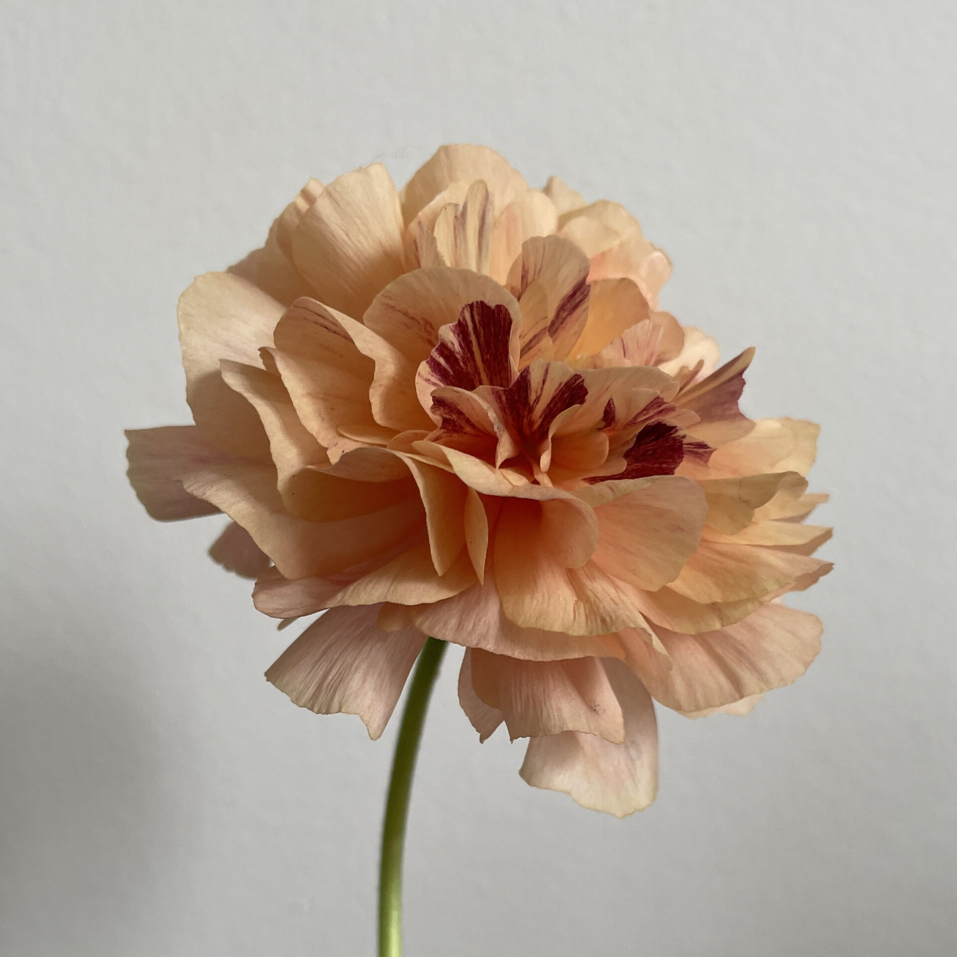 ranunculus_square