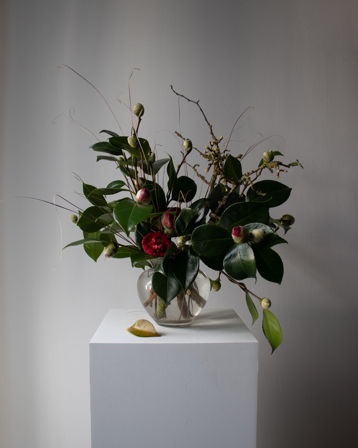 A late winter vase arrangement of red camellia. By Mora, a sustainable, season-led event florist based in Hackney, East London