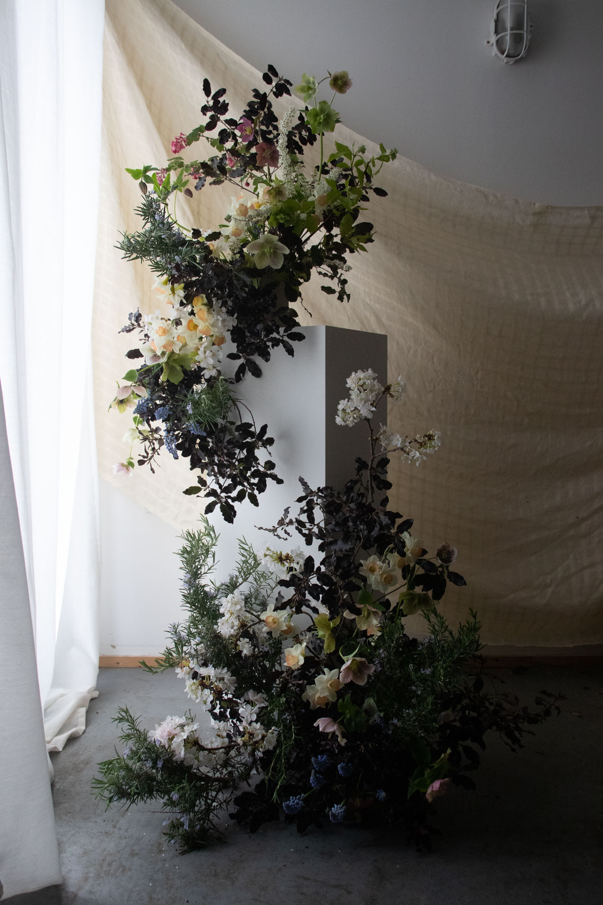 Sinuous, organic installation, playing on the contrast between the dark pittosporum foliage and the bright spring blooms.   On a base of pitto and flowering rosemary, clusters of blue muscari, pale narcissi, white spirea and blossom, and bright green hellebores.  By Mora, a sustainable, season-led event florist based in Hackney, East London.