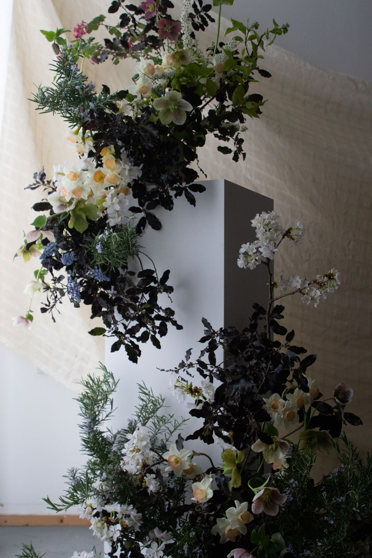 Sinuous, organic installation, playing on the contrast between the dark pittosporum foliage and the bright spring blooms.   On a base of pitto and flowering rosemary, clusters of blue muscari, pale narcissi, white spirea and blossom, and bright green hellebores.  By Mora, a sustainable, season-led event florist based in Hackney, East London.