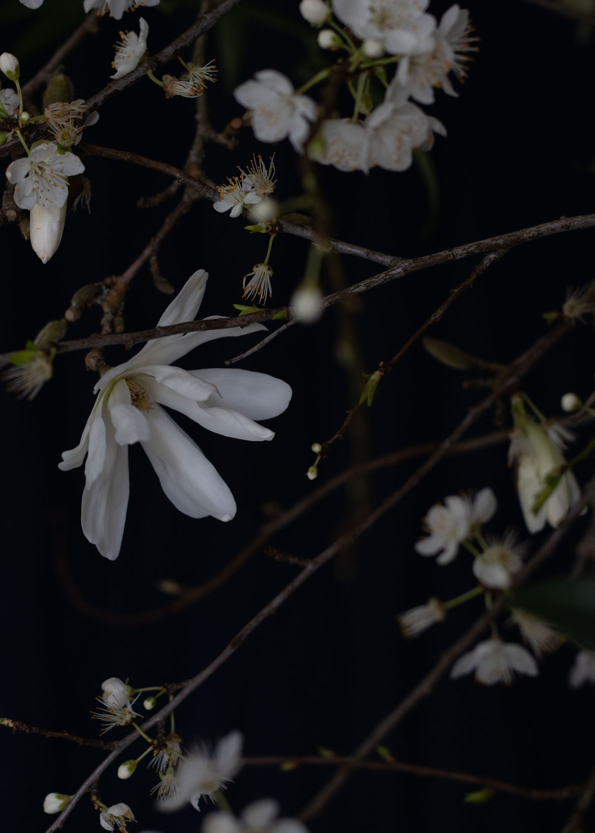 A late winter hanging installation of Magnolia stellata branches, fragrant paperwhite narcissi and climbing clematis alba. By Mora, a sustainable, season-led event florist based in Hackney, East London