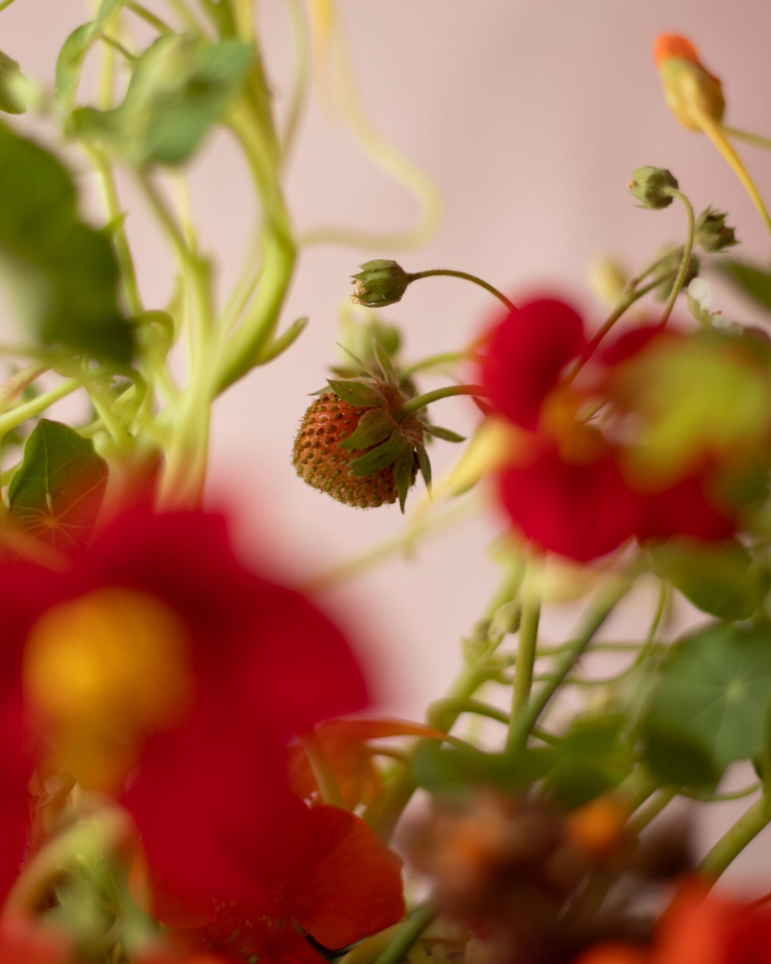 Lively fiery centrepiece, with a mix of flowers and edible elements on the tones of red and orange