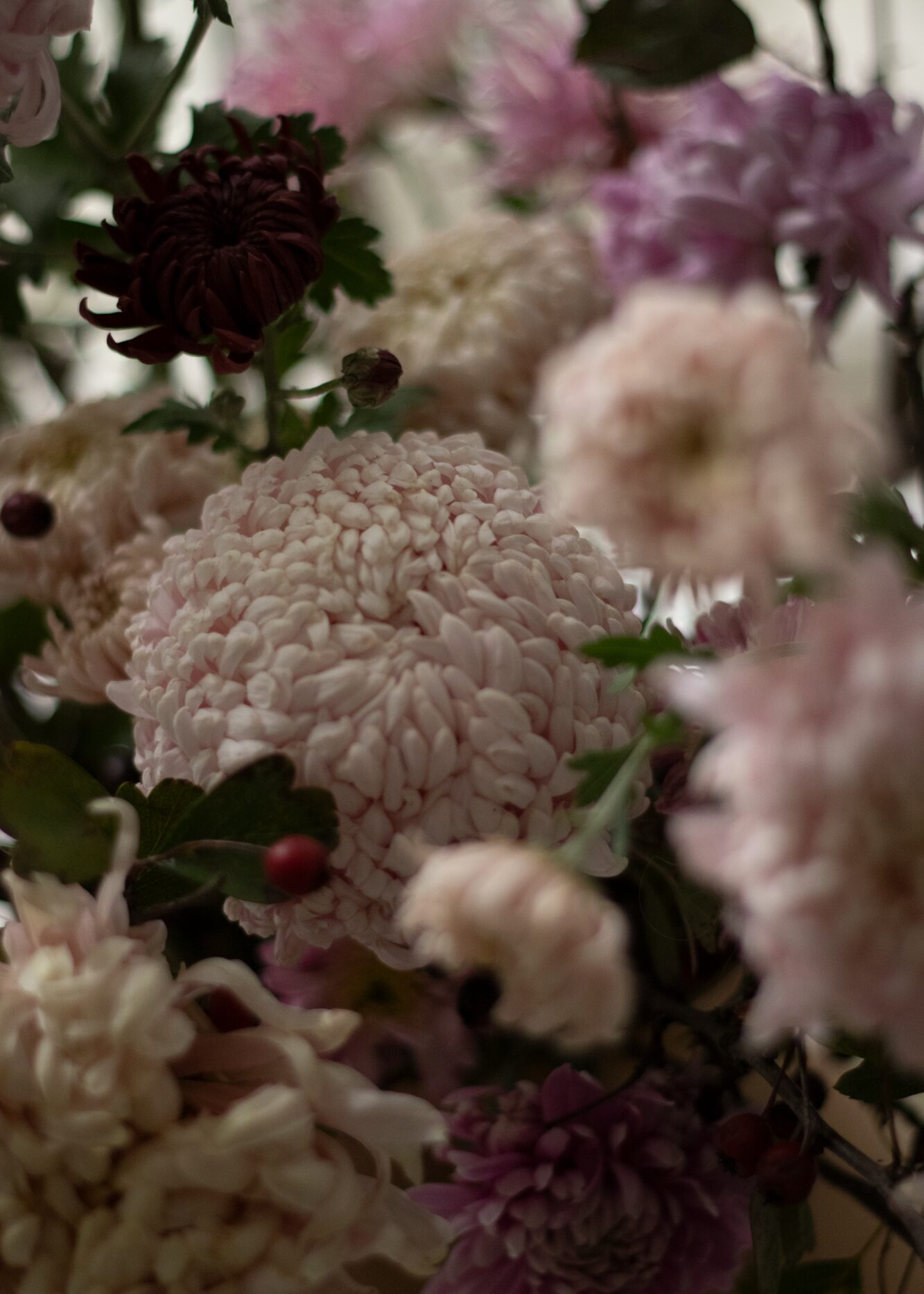 Mid autumn pink red and burgundy statement arrangement, featuring chrysanthemums and hawthorn. By Mora, a sustainable, season-led event florist based in Hackney, East London.