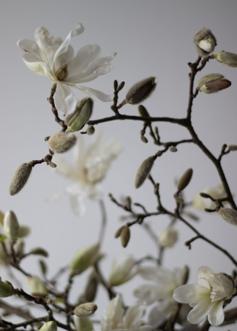 A late winter table arrangement of magnolia stellata branches, paperwhite narcissi and white muscari. By Mora, a sustainable, season-led event florist based in Hackney, East London