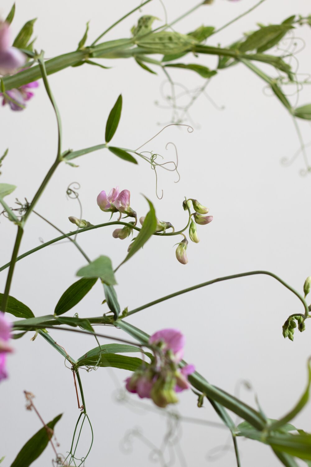 250619_MoraFloralStudio_FlowersOnTheEdge_38