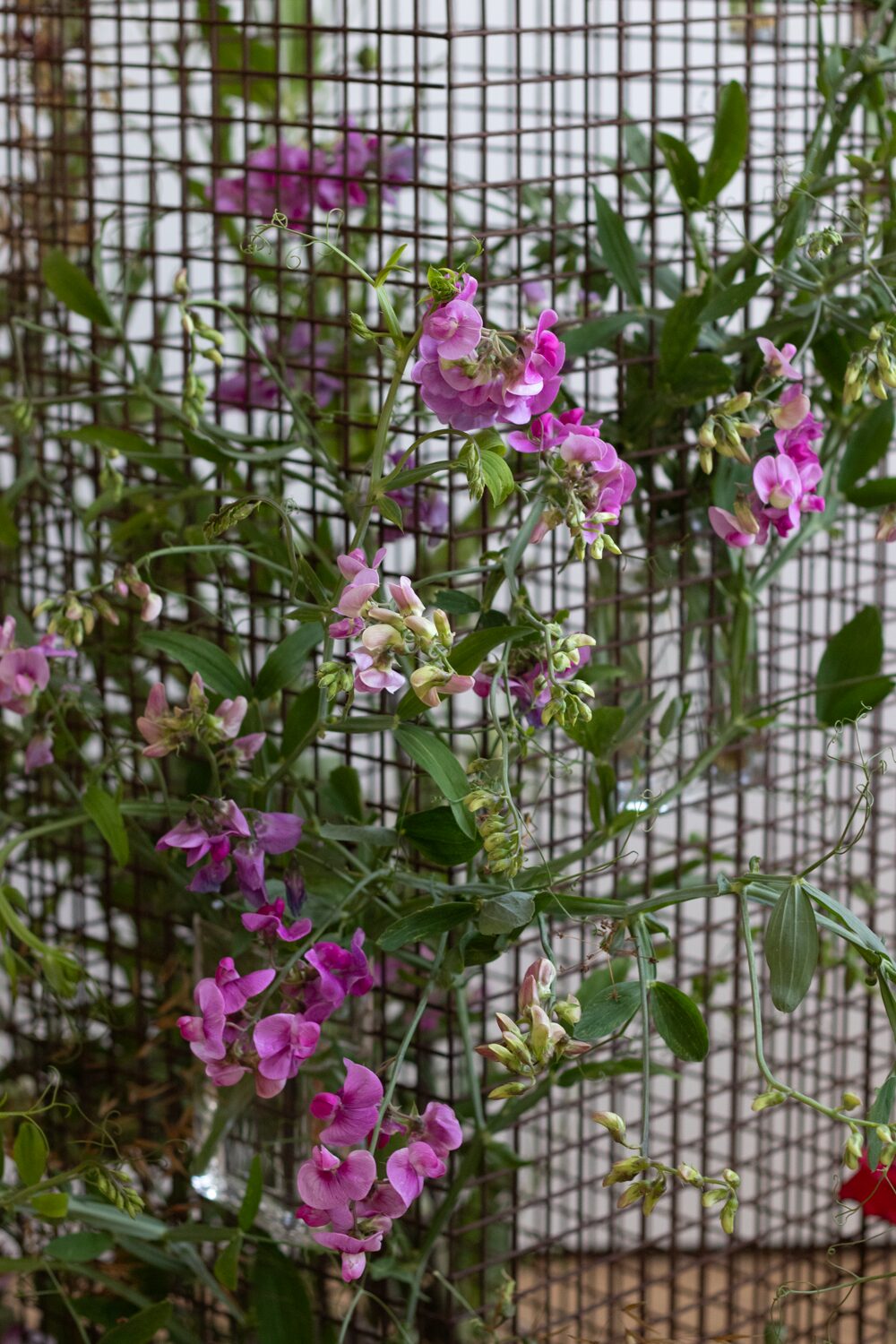 250619_MoraFloralStudio_FlowersOnTheEdge_58