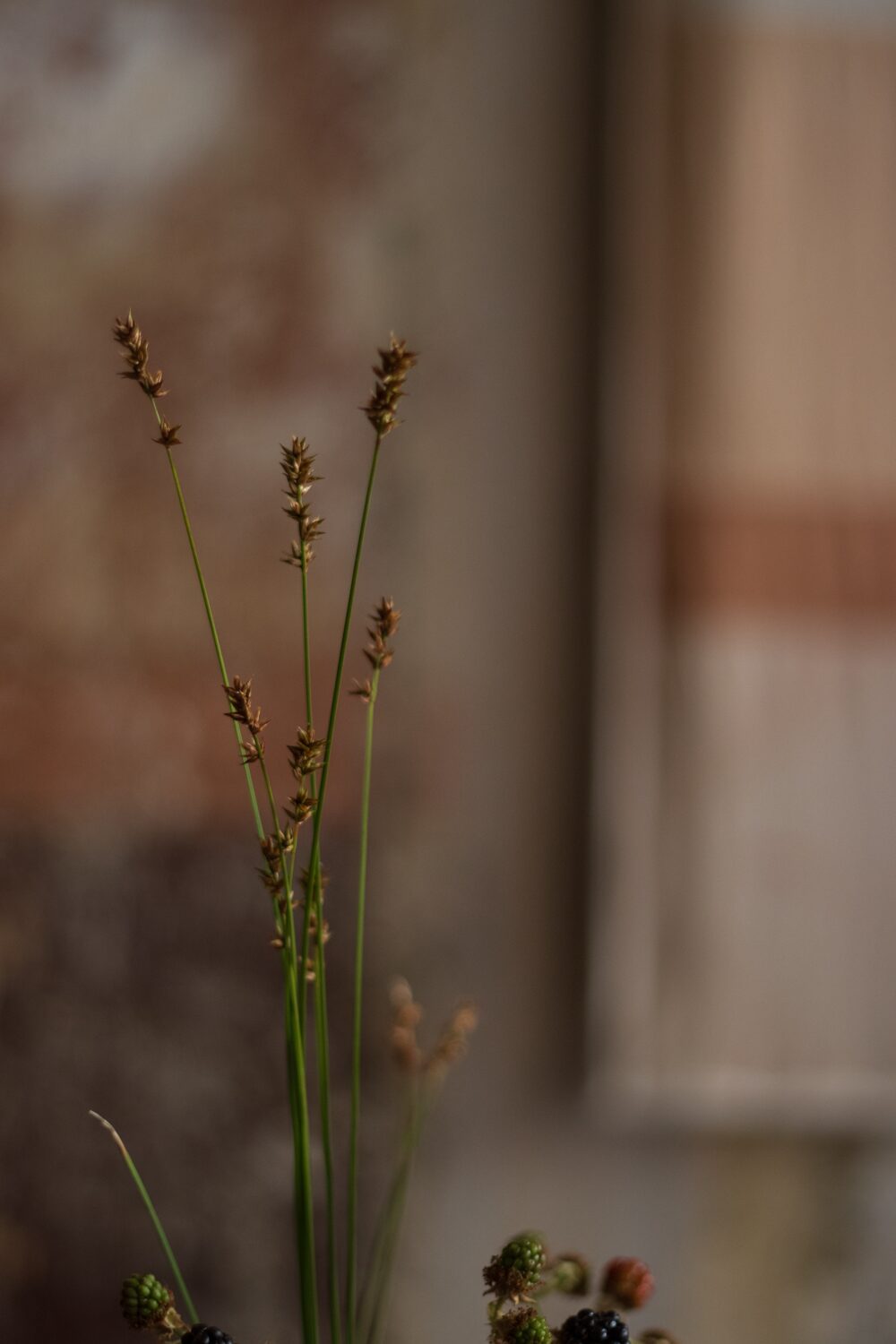 250626_MoraFloralStudioApricity_62