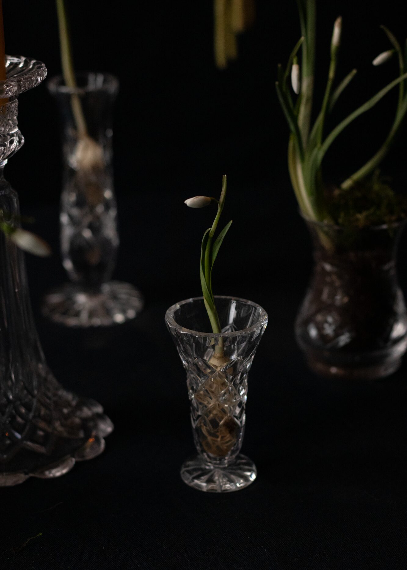 250120_MoraFloralStudio_Imbolc_42