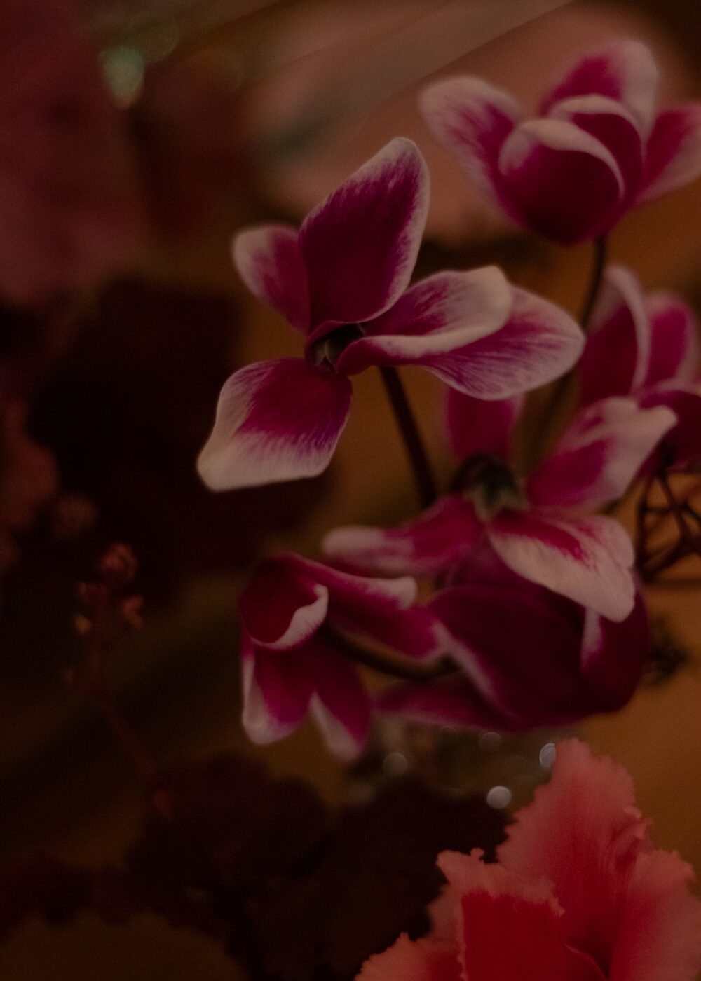 251209_MoraFloralStudio_Apricity_NBCUniversal_57