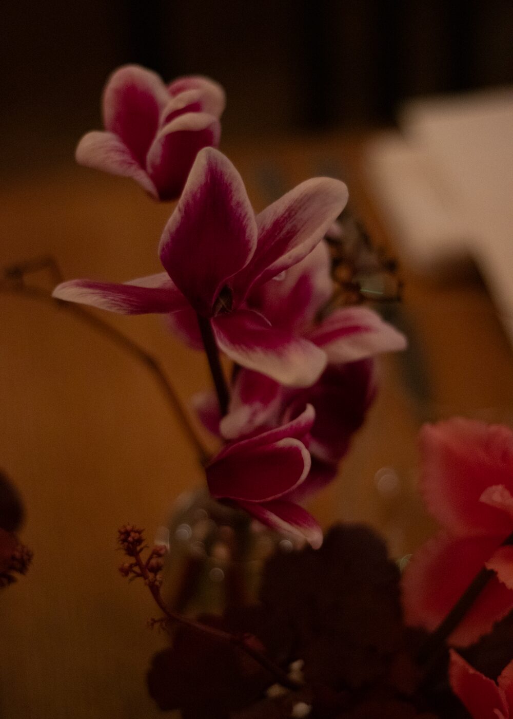 251209_MoraFloralStudio_NBCUniversal_Apricity_44