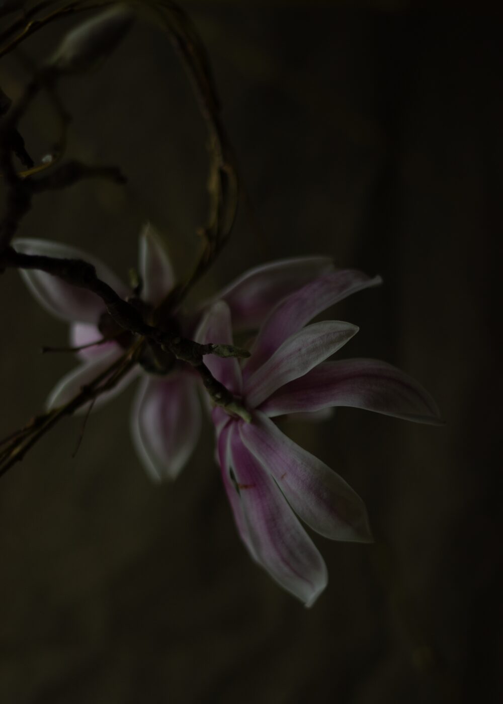 260226_MoraFloralStudio_Magnolia_Valentine_116