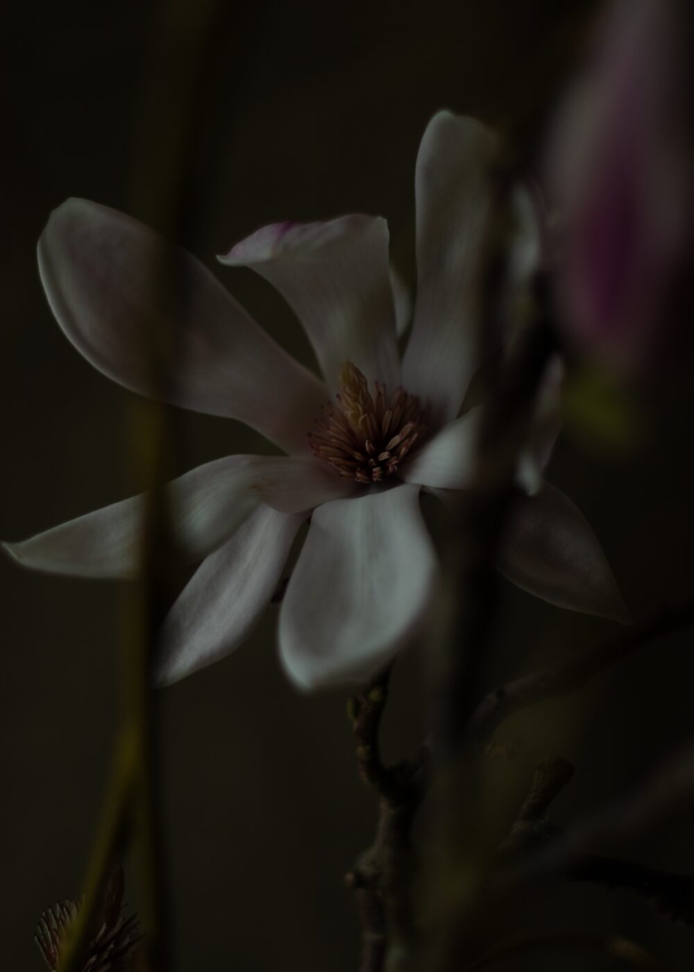 260226_MoraFloralStudio_Magnolia_Valentine_118