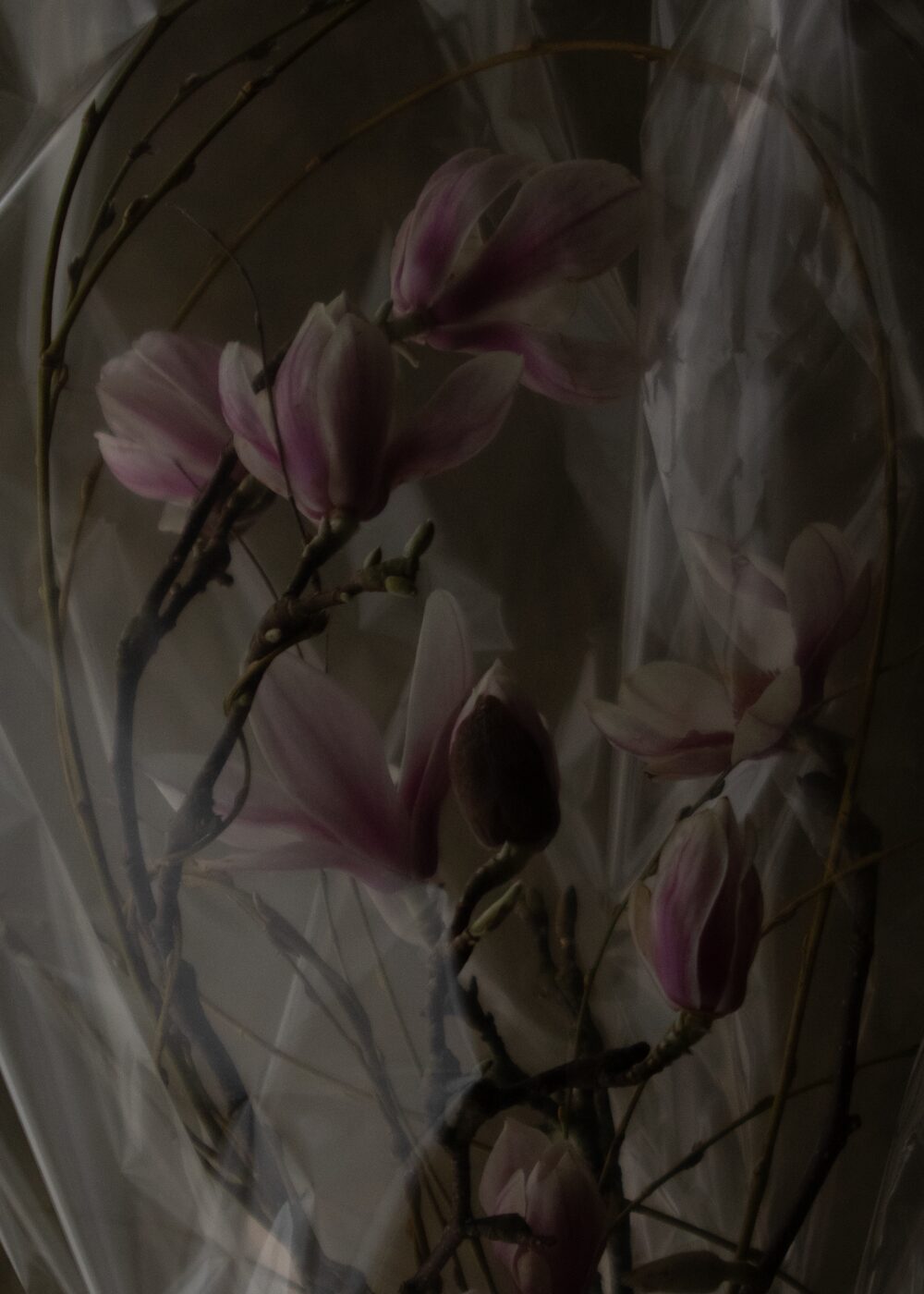 260226_MoraFloralStudio_Magnolia_Valentine_148