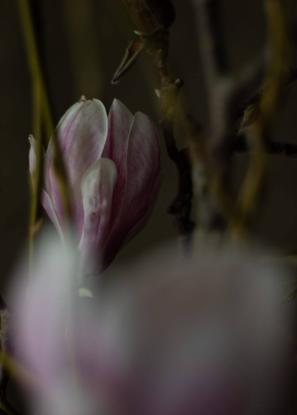 260226_MoraFloralStudio_Magnolia_Valentine_68