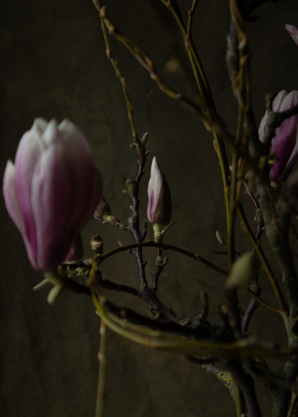 260226_MoraFloralStudio_Magnolia_Valentine_9