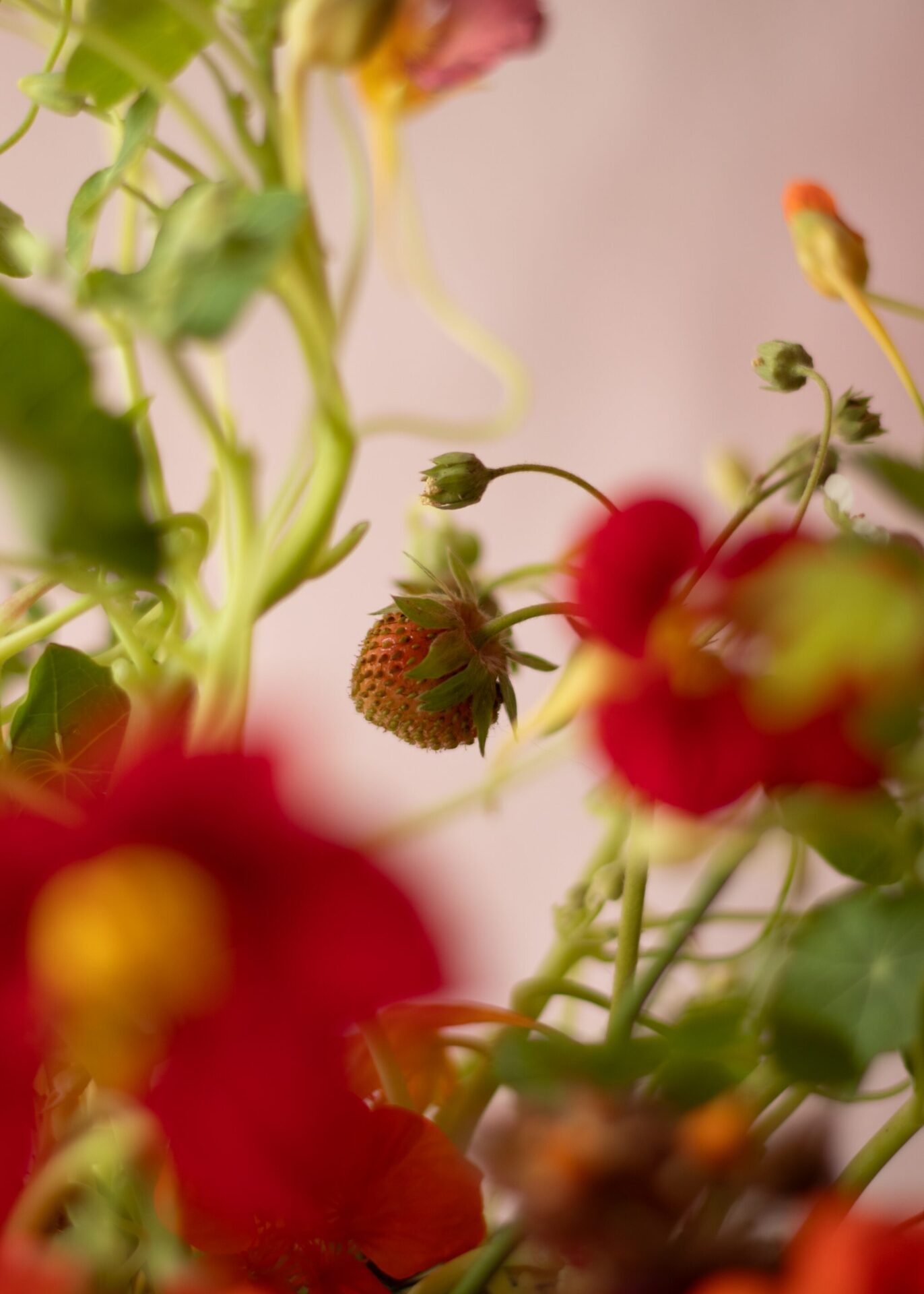 240804Mora_SummerRedsBowl