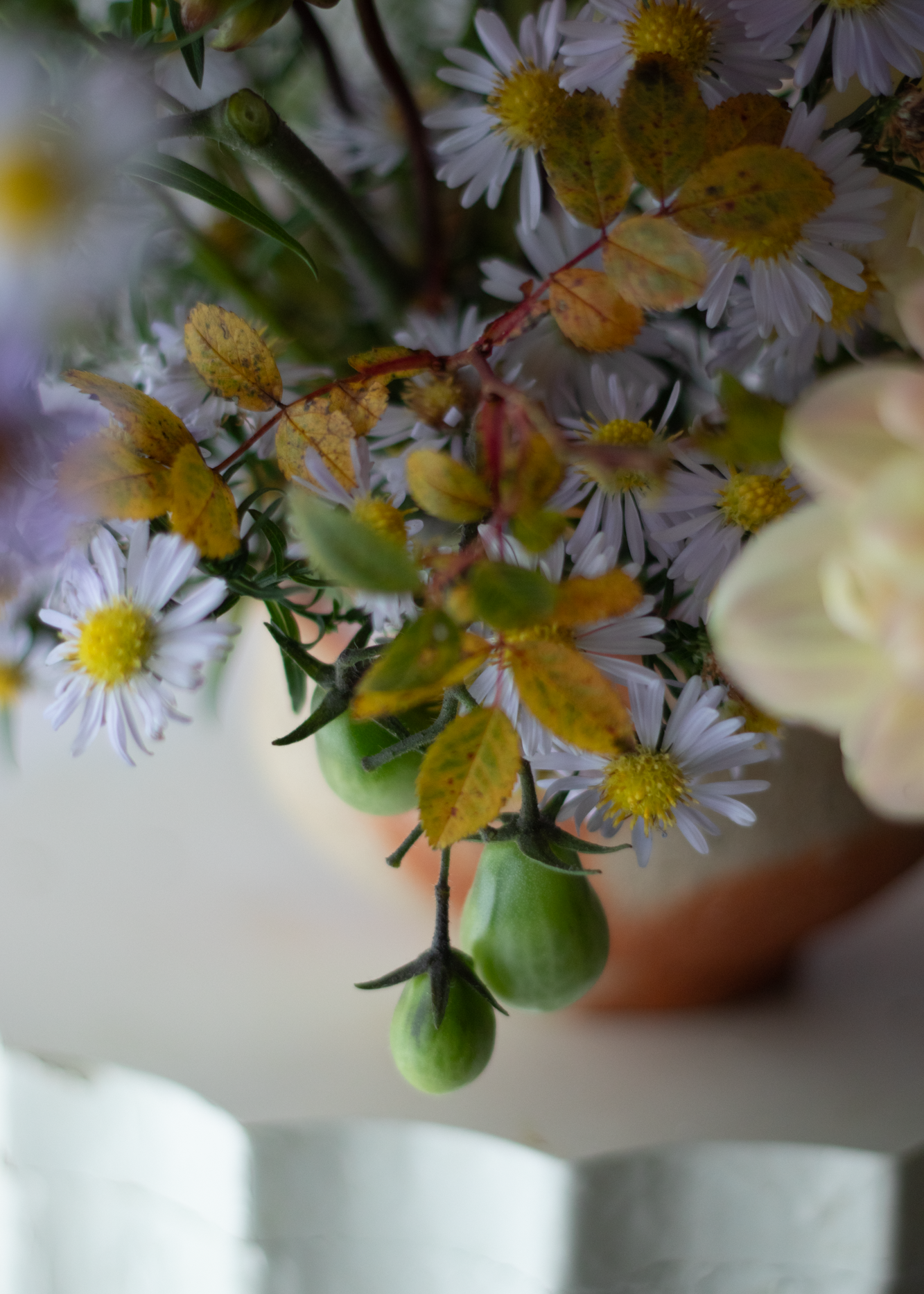240930_Asters_Resized_24