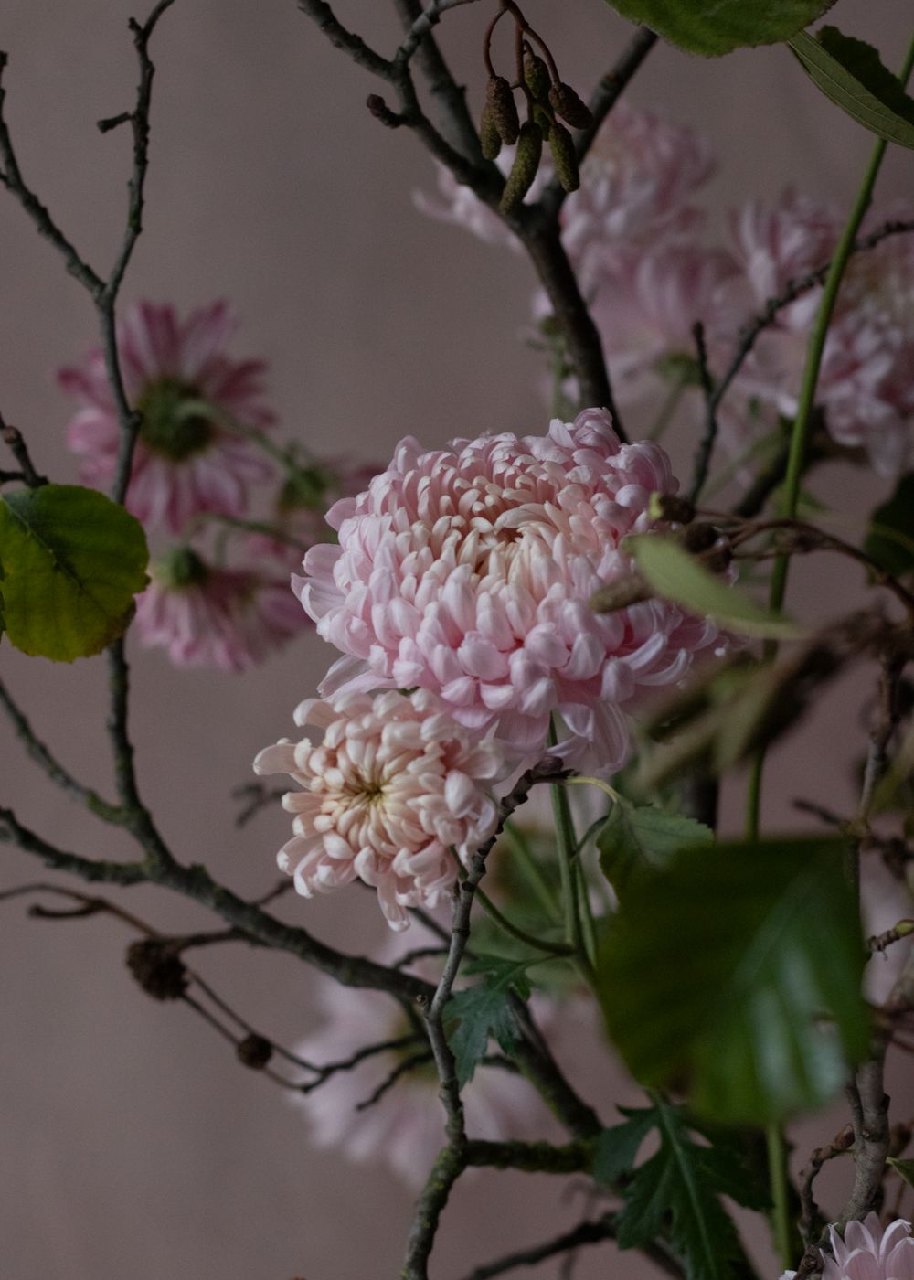 251110_MoraFloralStudio_SeenChrysanths_13_edit